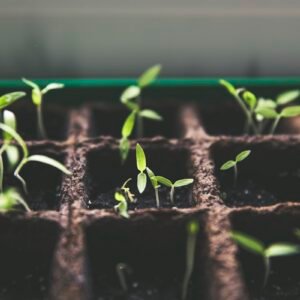 Native Seedling Trio