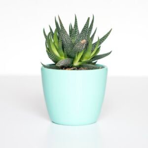 Indoor Herb Garden Kit